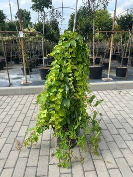 Виноград tricuspidata 'Veitchii' PC С12 2100000033270 фото