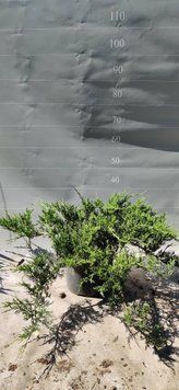 Ялівець Rockery gem c5 YA089 фото