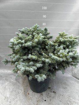 Ялинка Glauca Globossa d50-60 YA033 фото