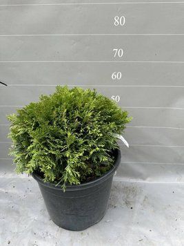 Туя Danica d40 TU079 фото